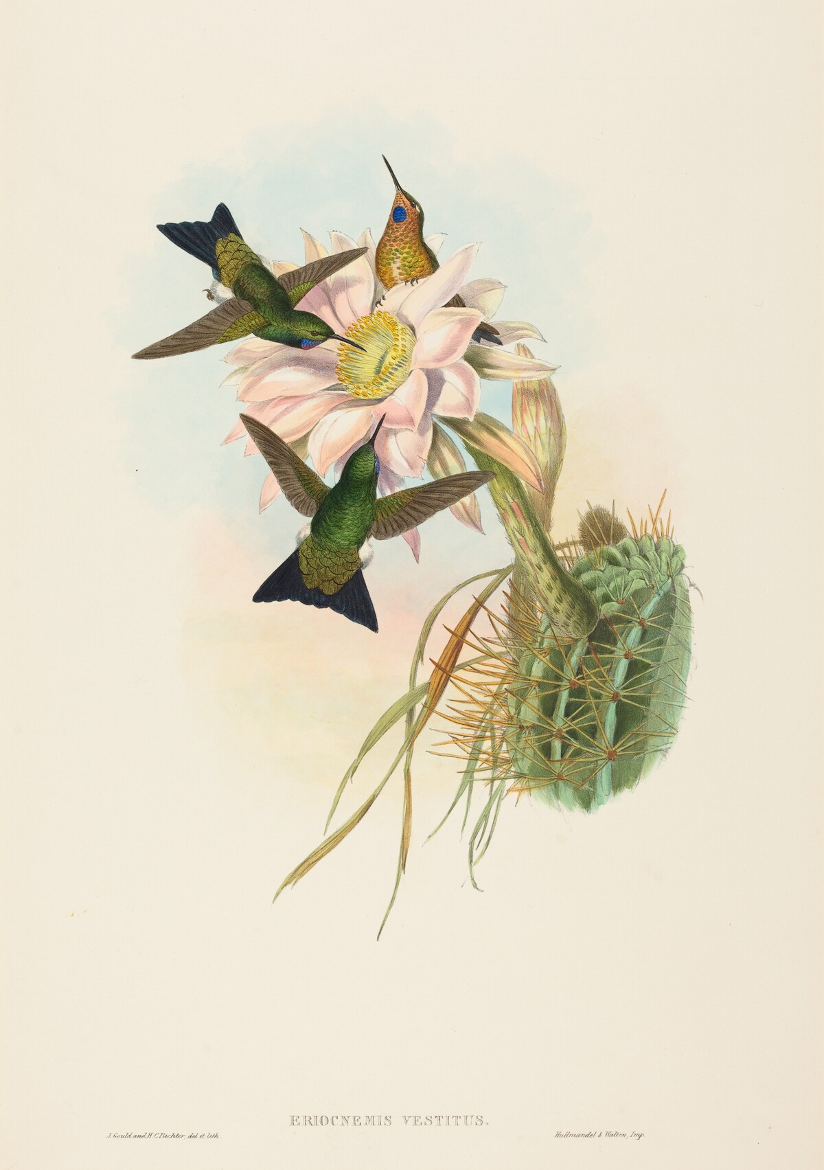 Eriocnemis vestitus (Glowing Puff-Leg) by John Gould and H.C. Richter