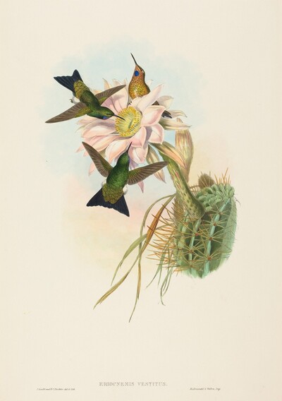 Eriocnemis vestitus (Glowing Puff-Leg)
