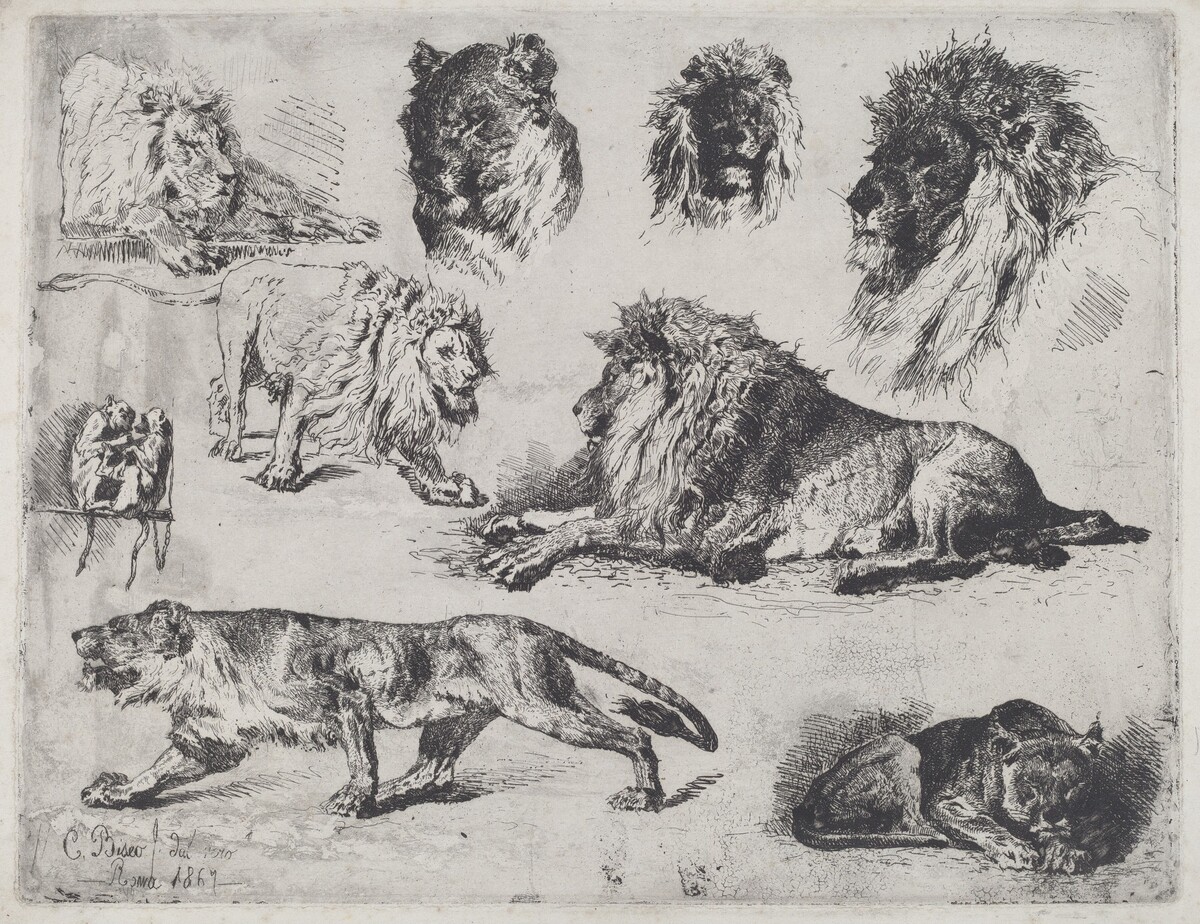 Study of Lions by Cesare Biseo