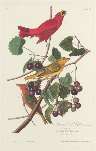 Summer Red Bird