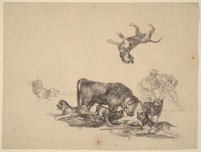 Bull Attacked by Dogs