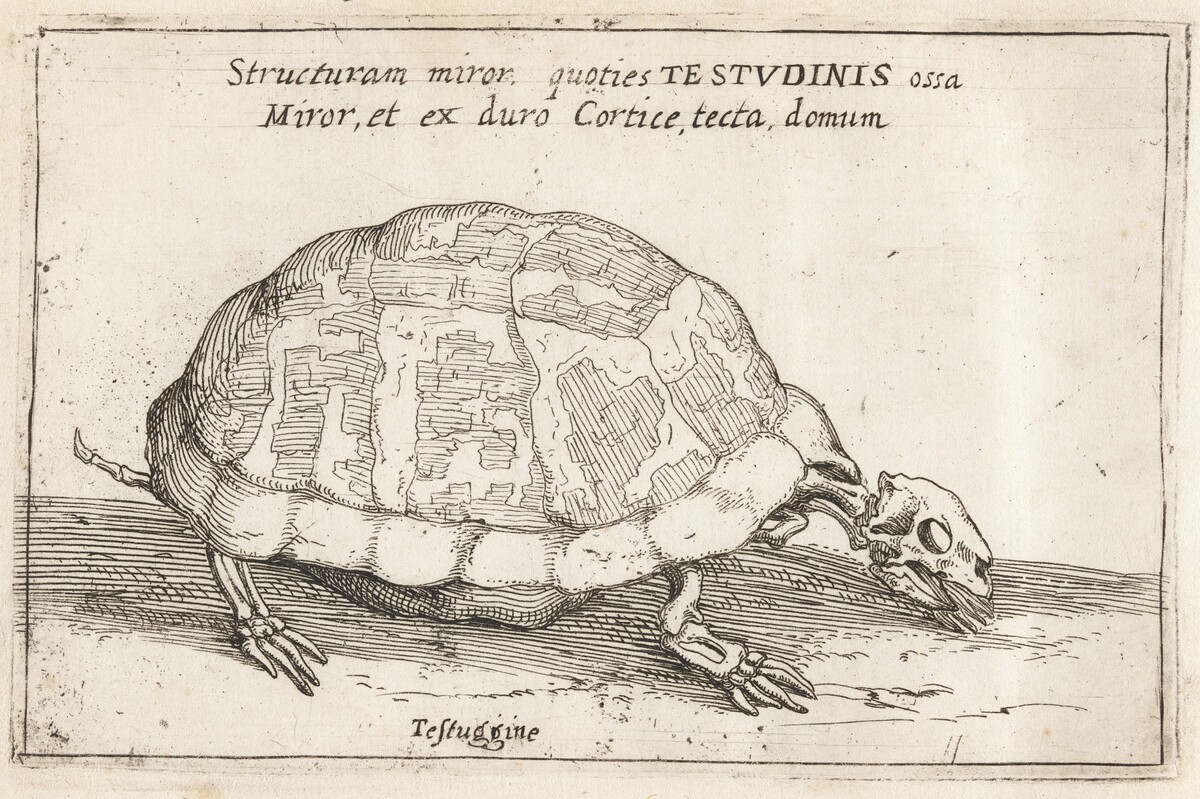 Skeleton of a Tortoise by Teodoro Filippo di Liagno, called Napoletano