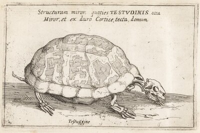 Skeleton of a Tortoise