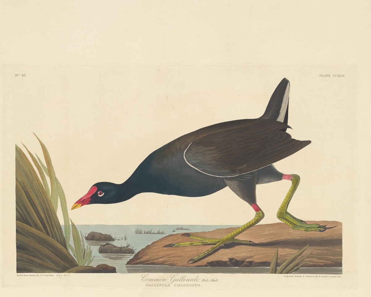Common Gallinule by Robert Havell after John James Audubon