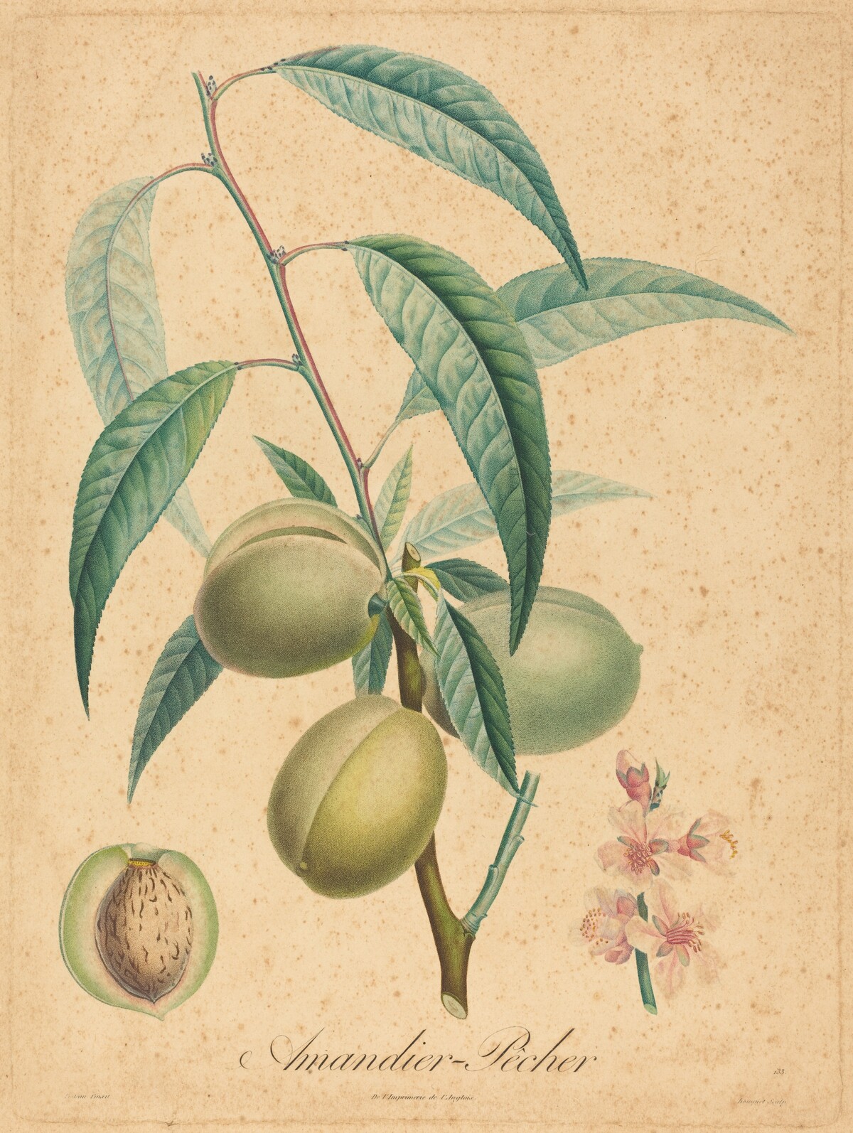 Amandier - Pecher by after A. Poiteau