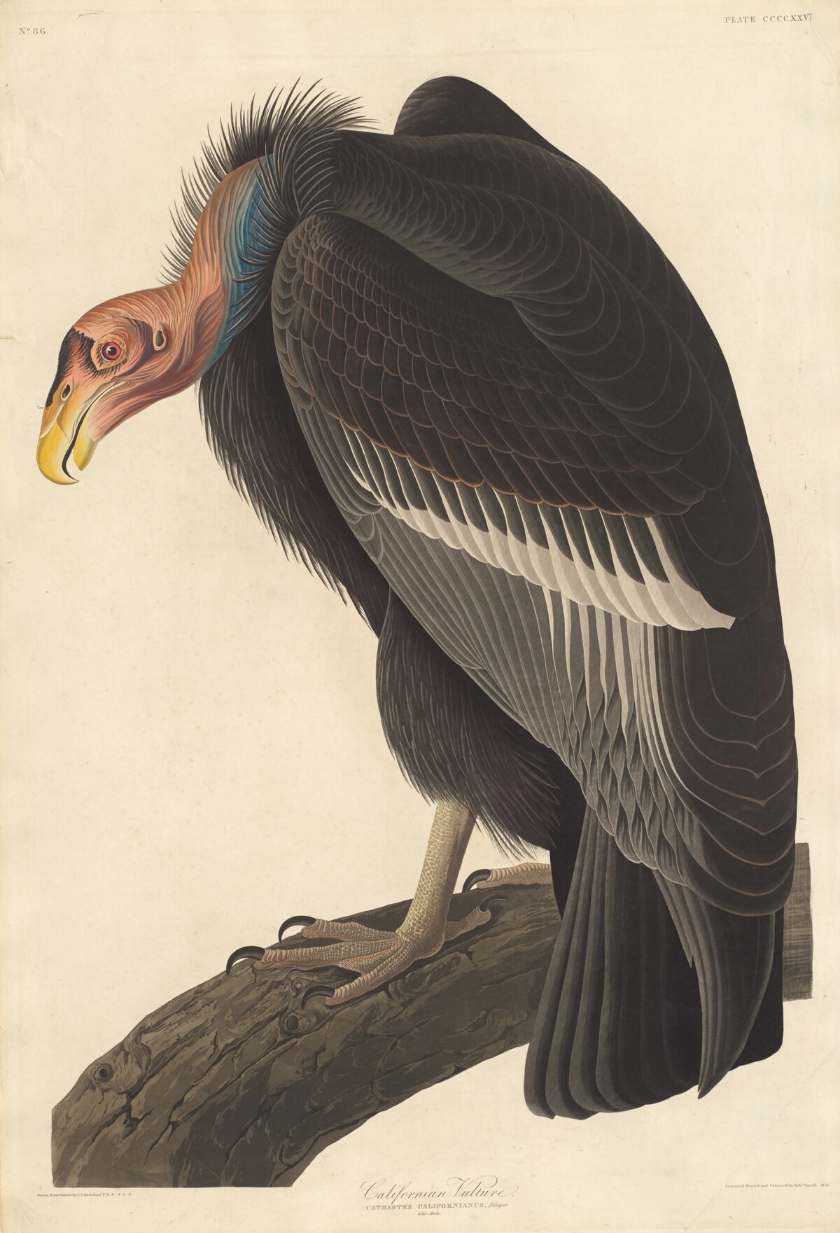 Californian Vulture by Robert Havell after John James Audubon