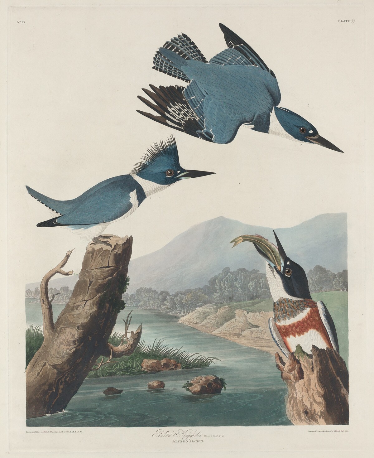 Belted Kingsfisher by Robert Havell after John James Audubon