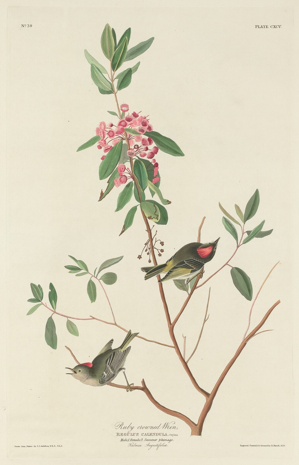 Ruby-crowned Wren by Robert Havell after John James Audubon