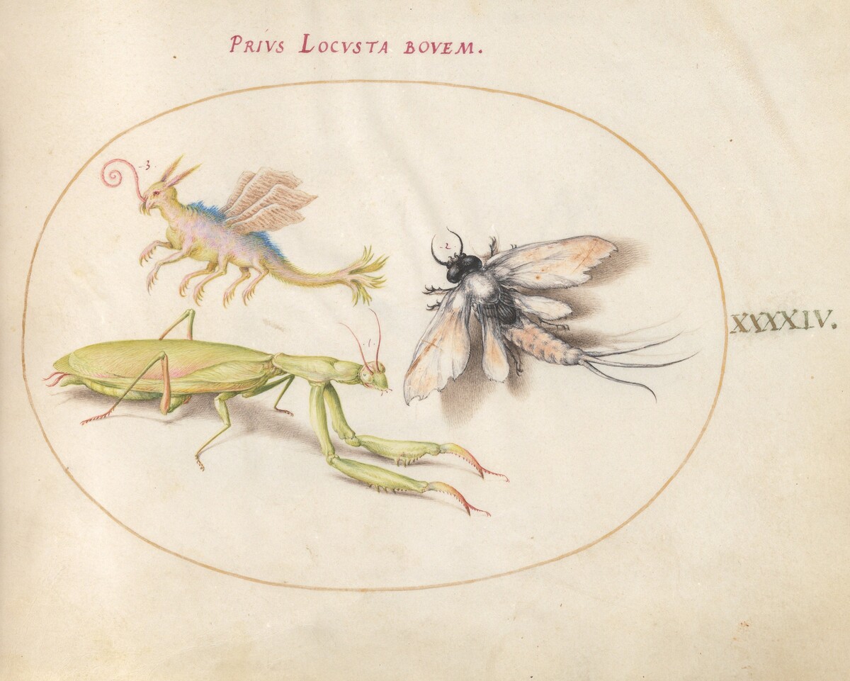 Plate 44: Mantis, Mayfly, and a Fictional Locust by Joris Hoefnagel