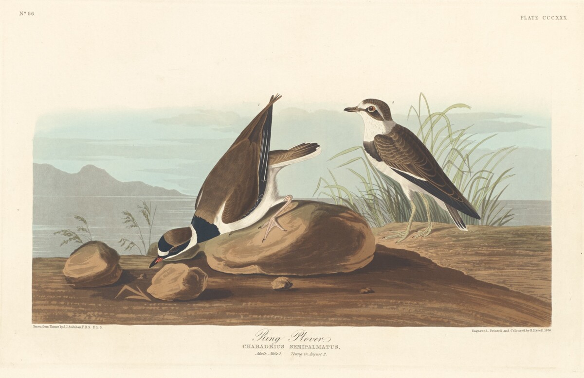 Ring Plover by Robert Havell after John James Audubon