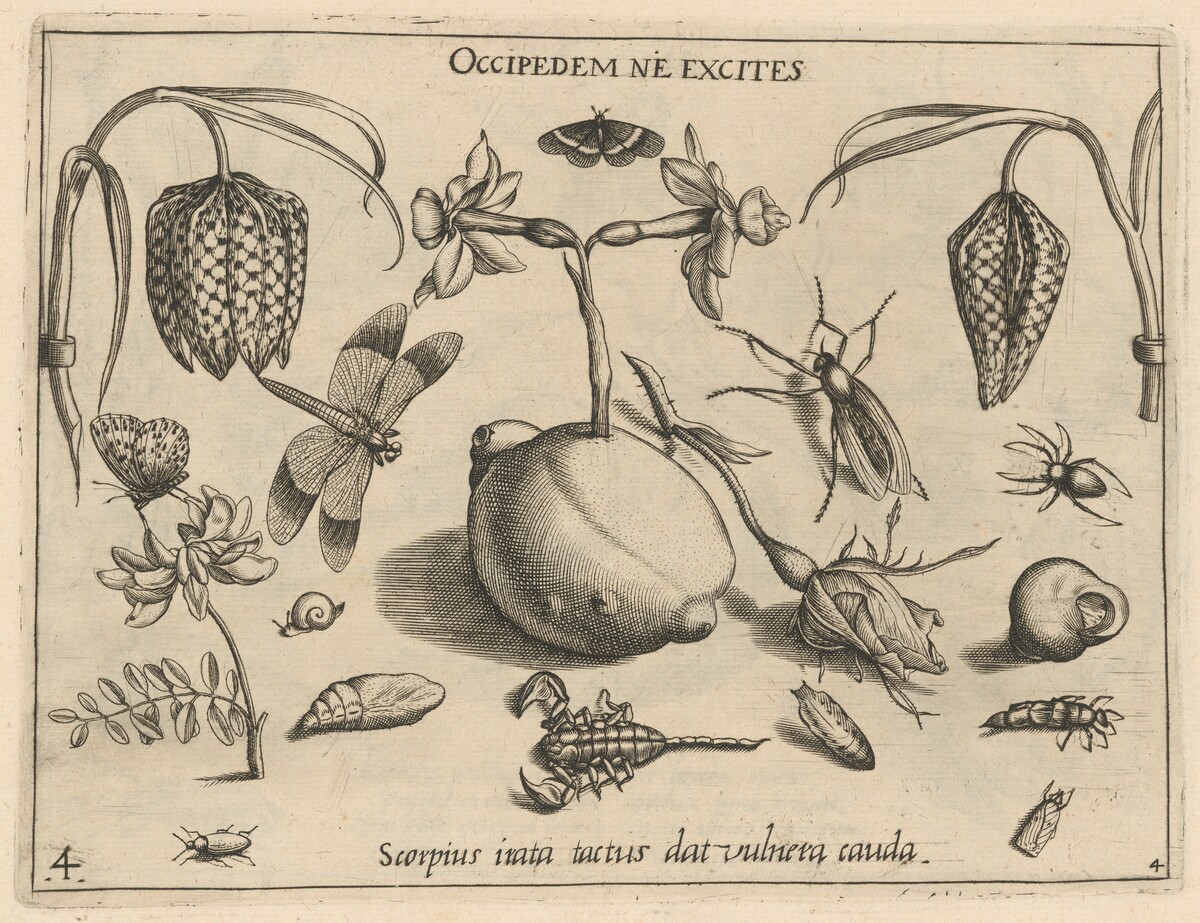 Archetypa studiaque patris Georgii Hoefnagelii [Part 4, Plate 4] by Jacob Hoefnagel after Joris Hoefnagel