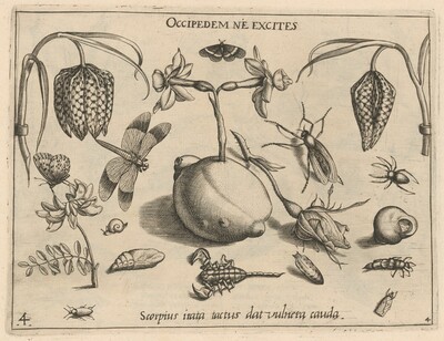 Archetypa studiaque patris Georgii Hoefnagelii [Part 4, Plate 4]