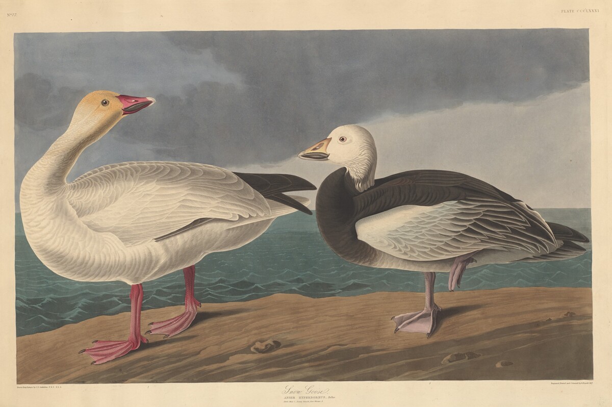 Snow Goose by Robert Havell after John James Audubon
