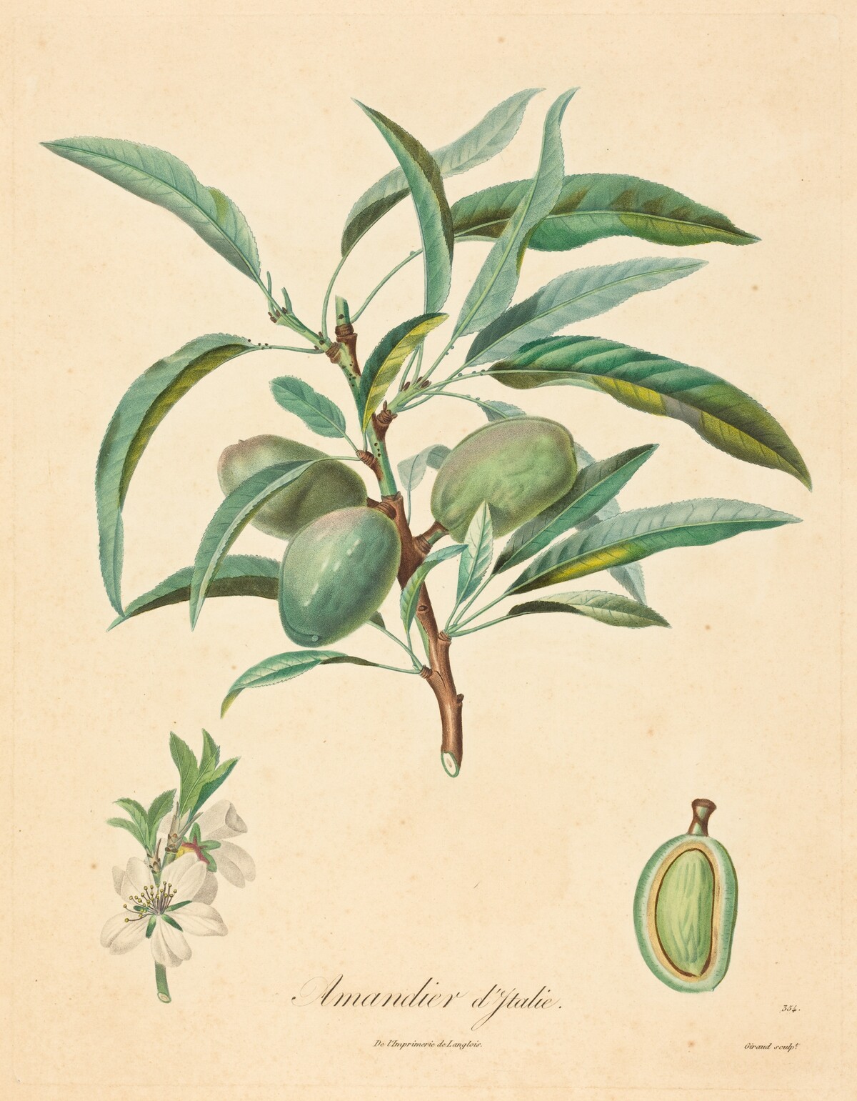 Amandier d'Italie by after A. Poiteau