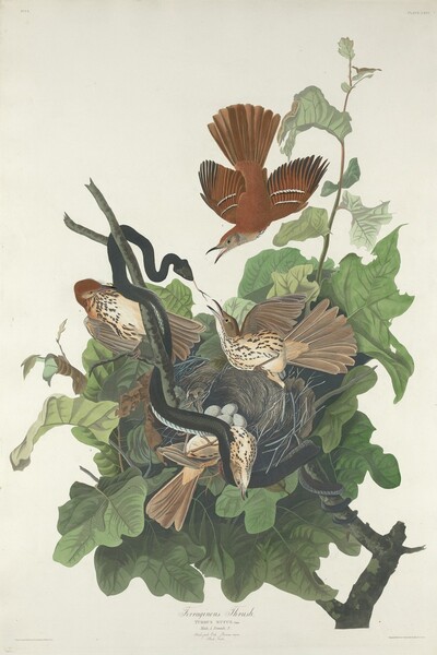 Ferruginous Thrush
