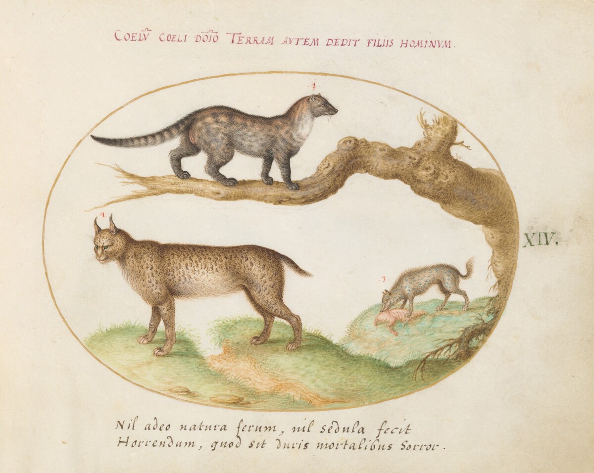 Plate 14: A Civet, a Lynx, and a Hyena Eating a Dog by Joris Hoefnagel