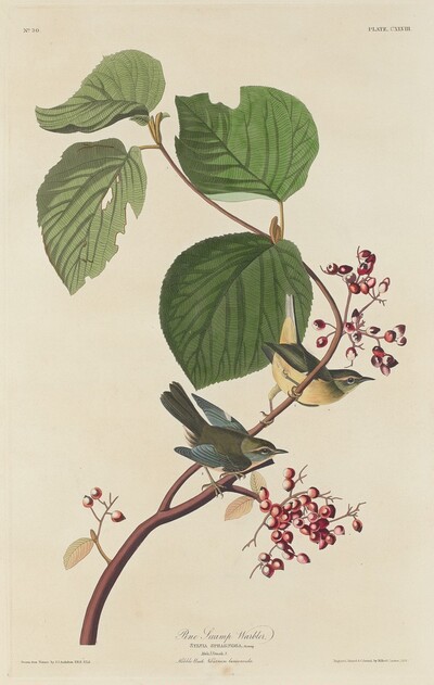 Pine Swamp Warbler