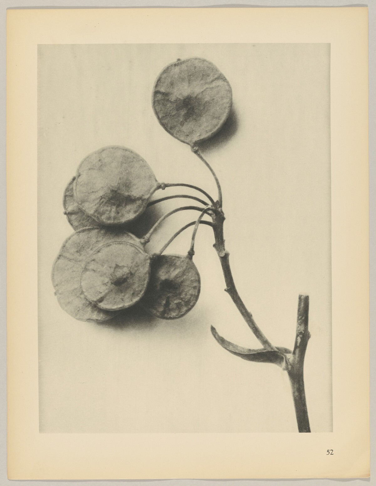 Ptelea trifoliata by Karl Blossfeldt