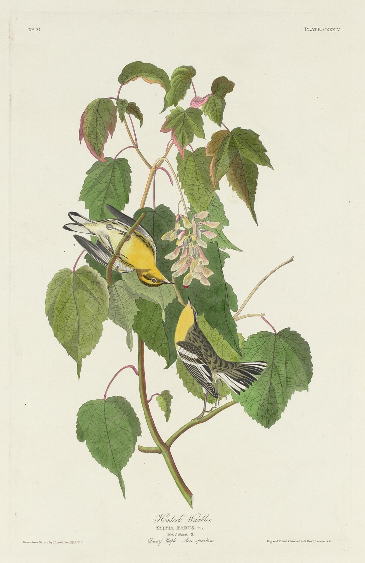 Hemlock Warbler by Robert Havell after John James Audubon