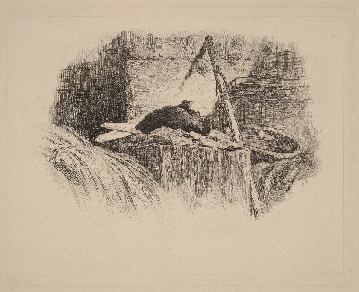 Pigeon sur un nid by Karl Bodmer