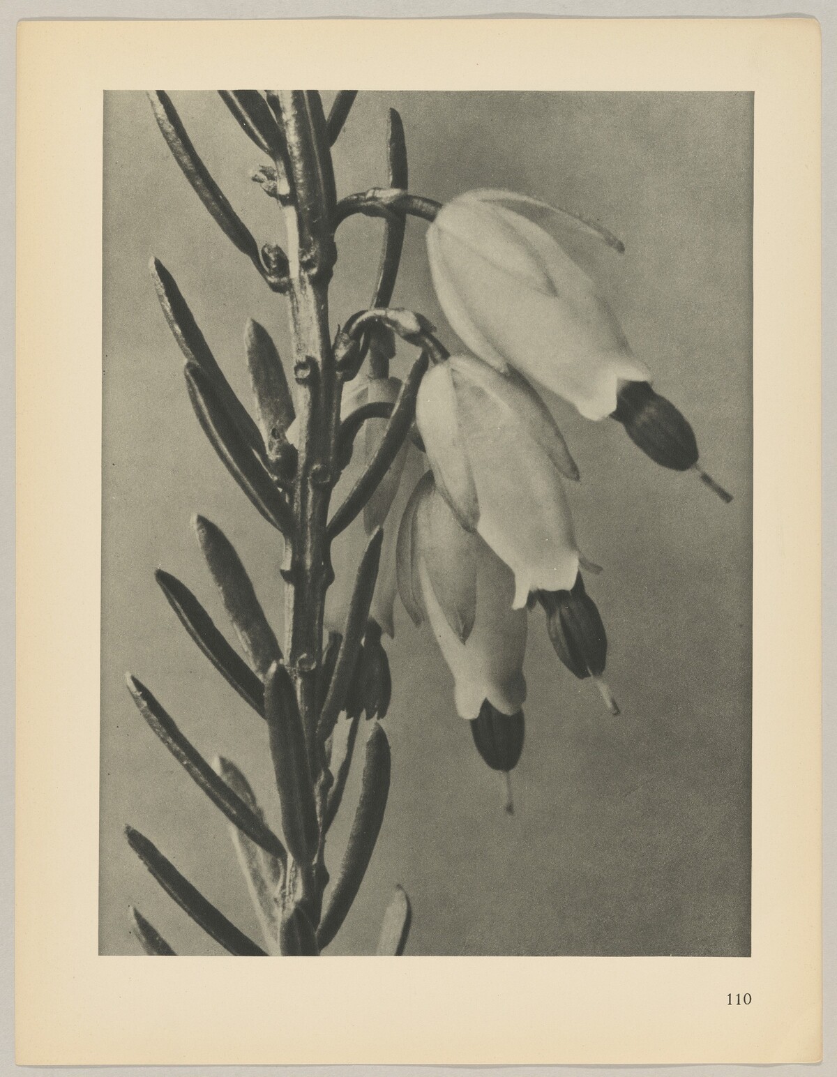 Erica herbacea by Karl Blossfeldt