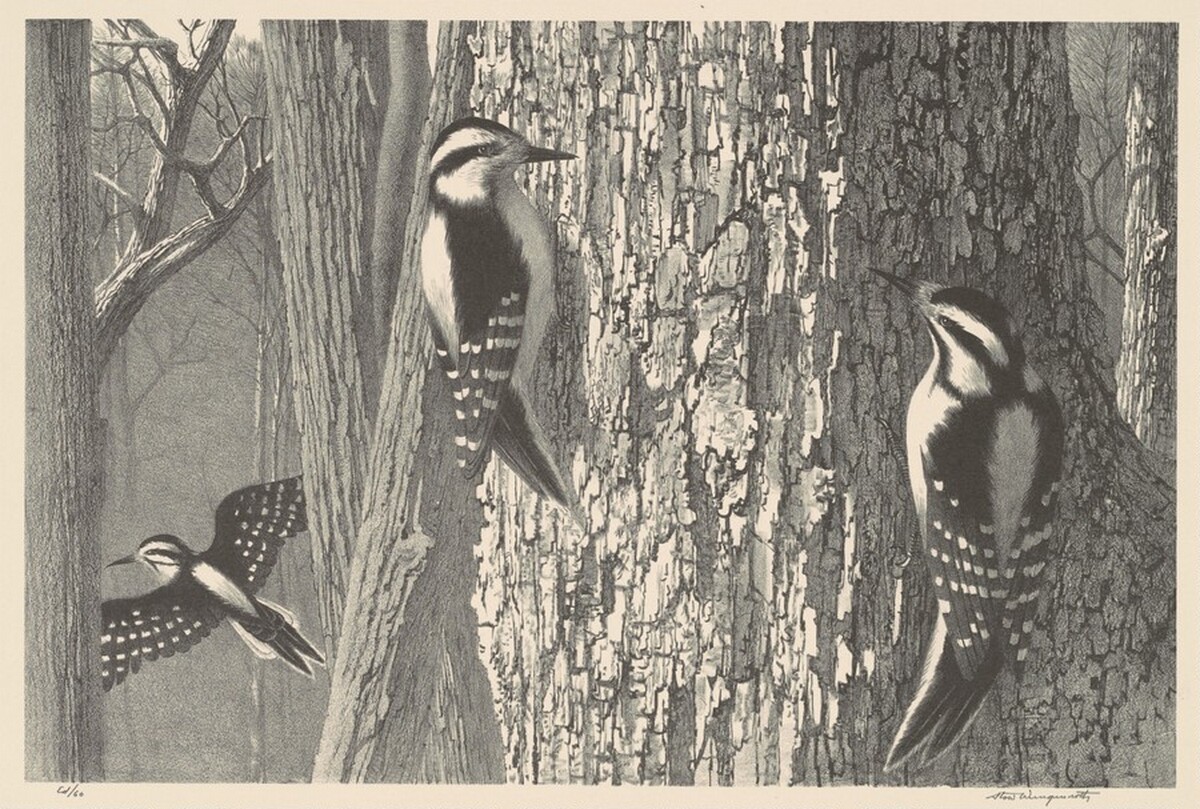 Downy Woodpeckers by Stow Wengenroth