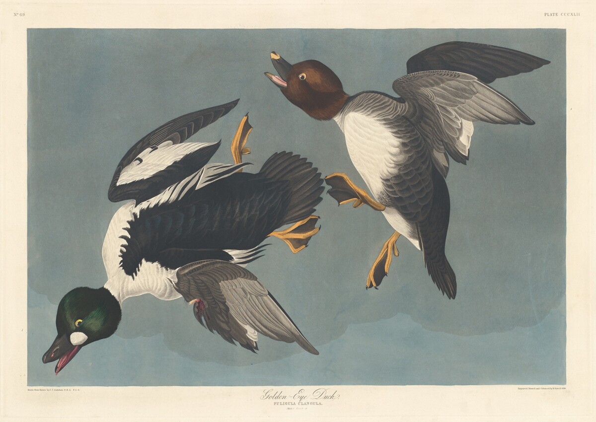 Golden-eye Duck by Robert Havell after John James Audubon