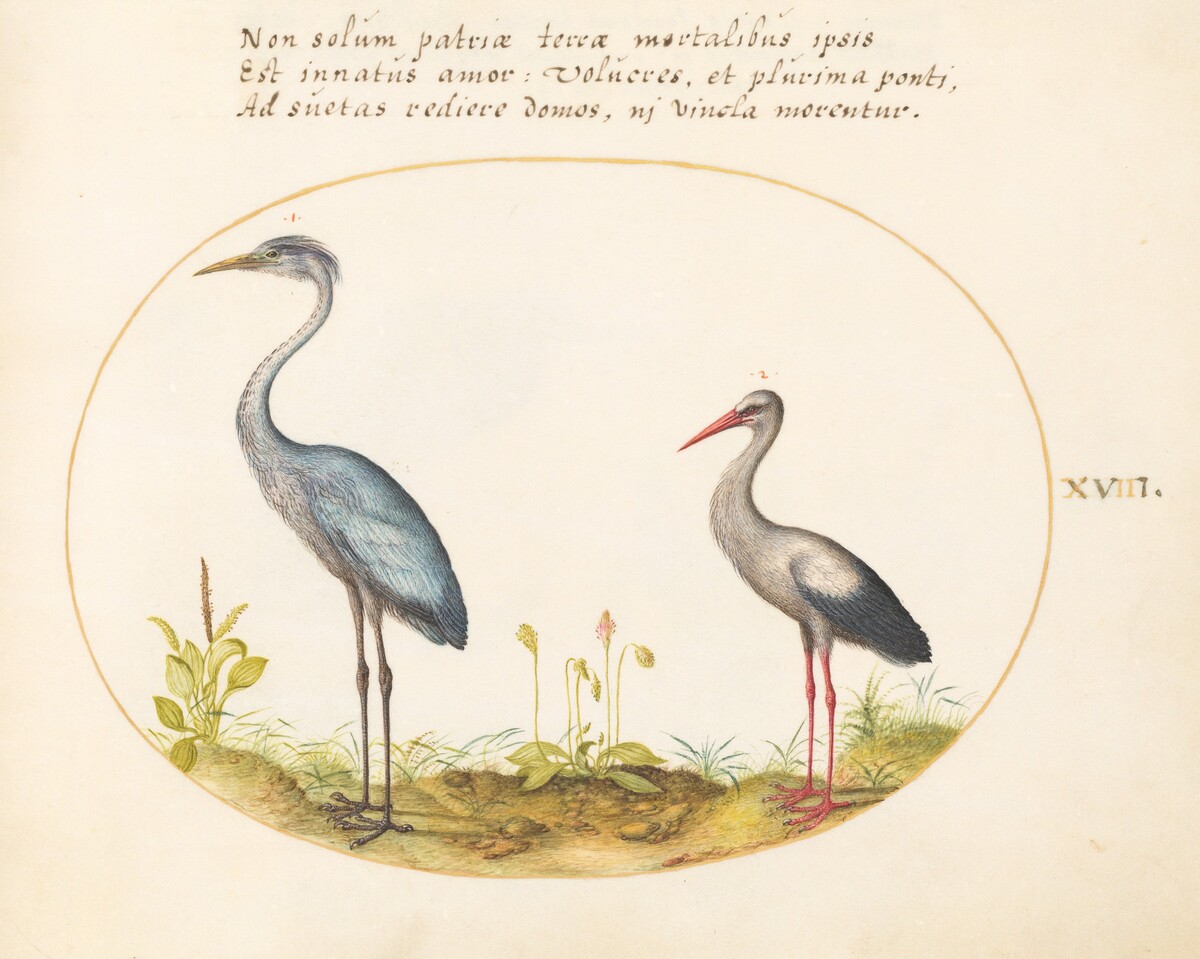 Plate 18: Heron and Stork by Joris Hoefnagel