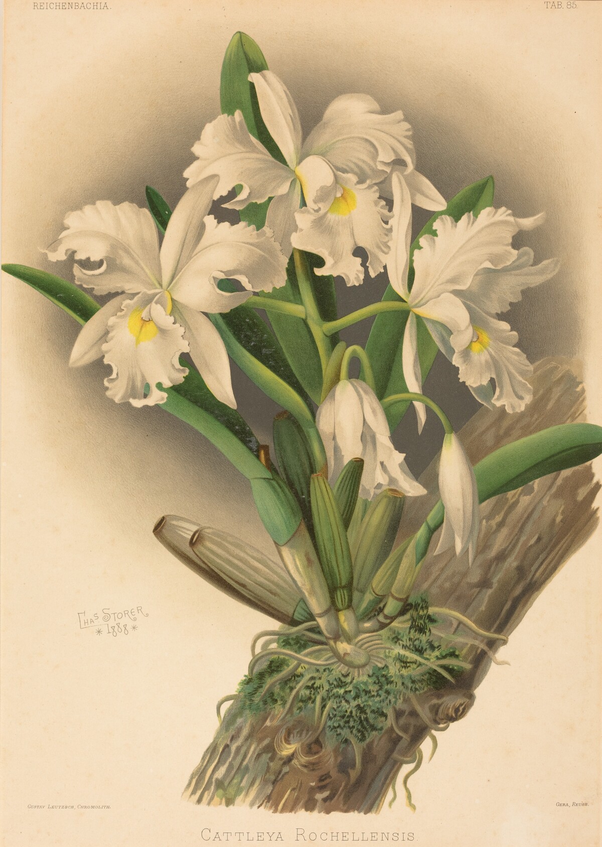 Cattleya Rochellensis by Gustav Leutzsch after Charles Storer