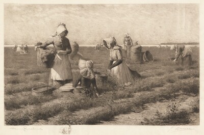 Cranberry Pickers