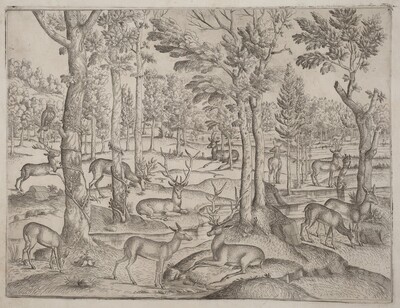 Deer in the Forest