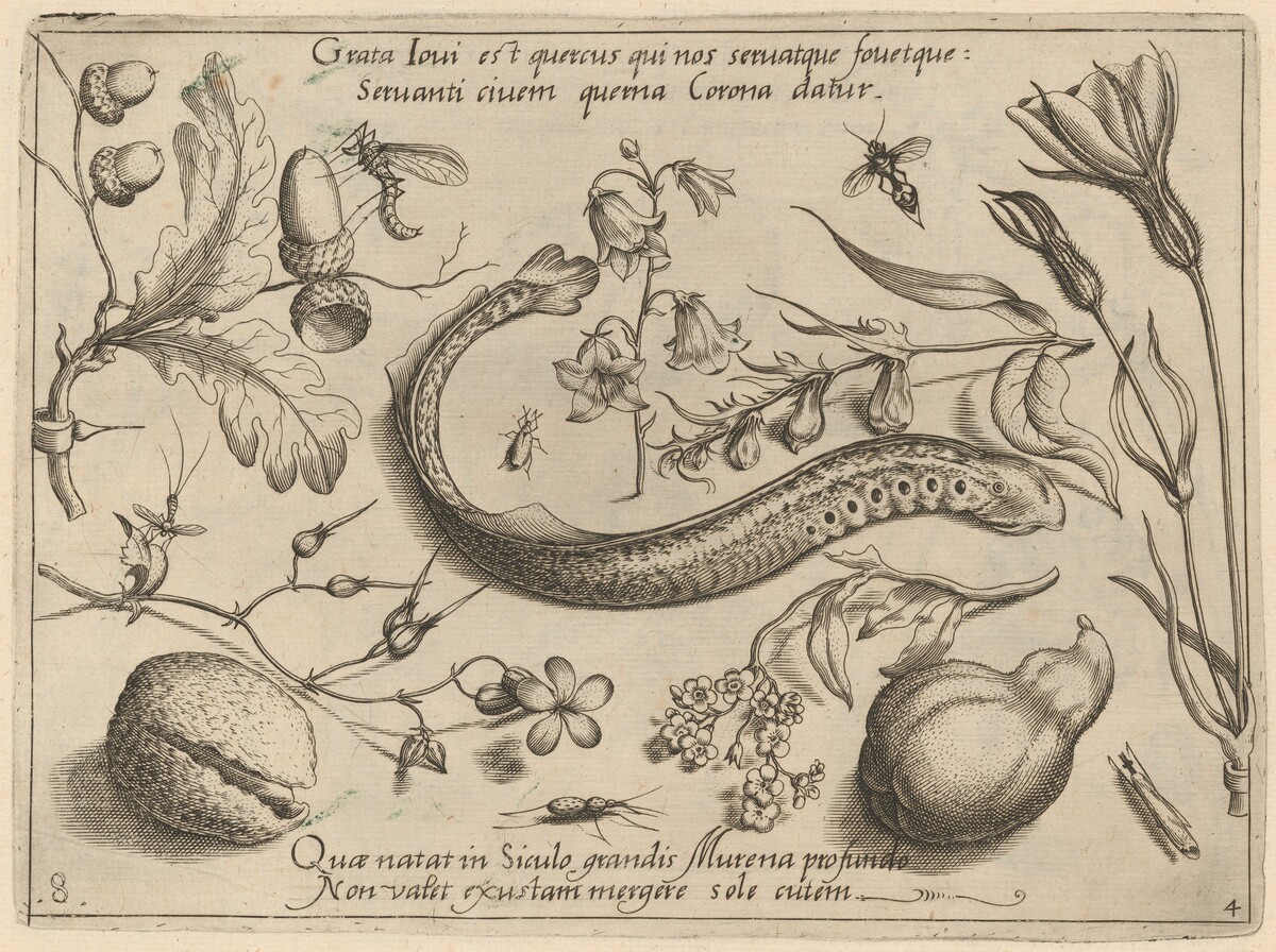 Archetypa studiaque patris Georgii Hoefnagelii [Part 4, Plate 8] by Jacob Hoefnagel after Joris Hoefnagel