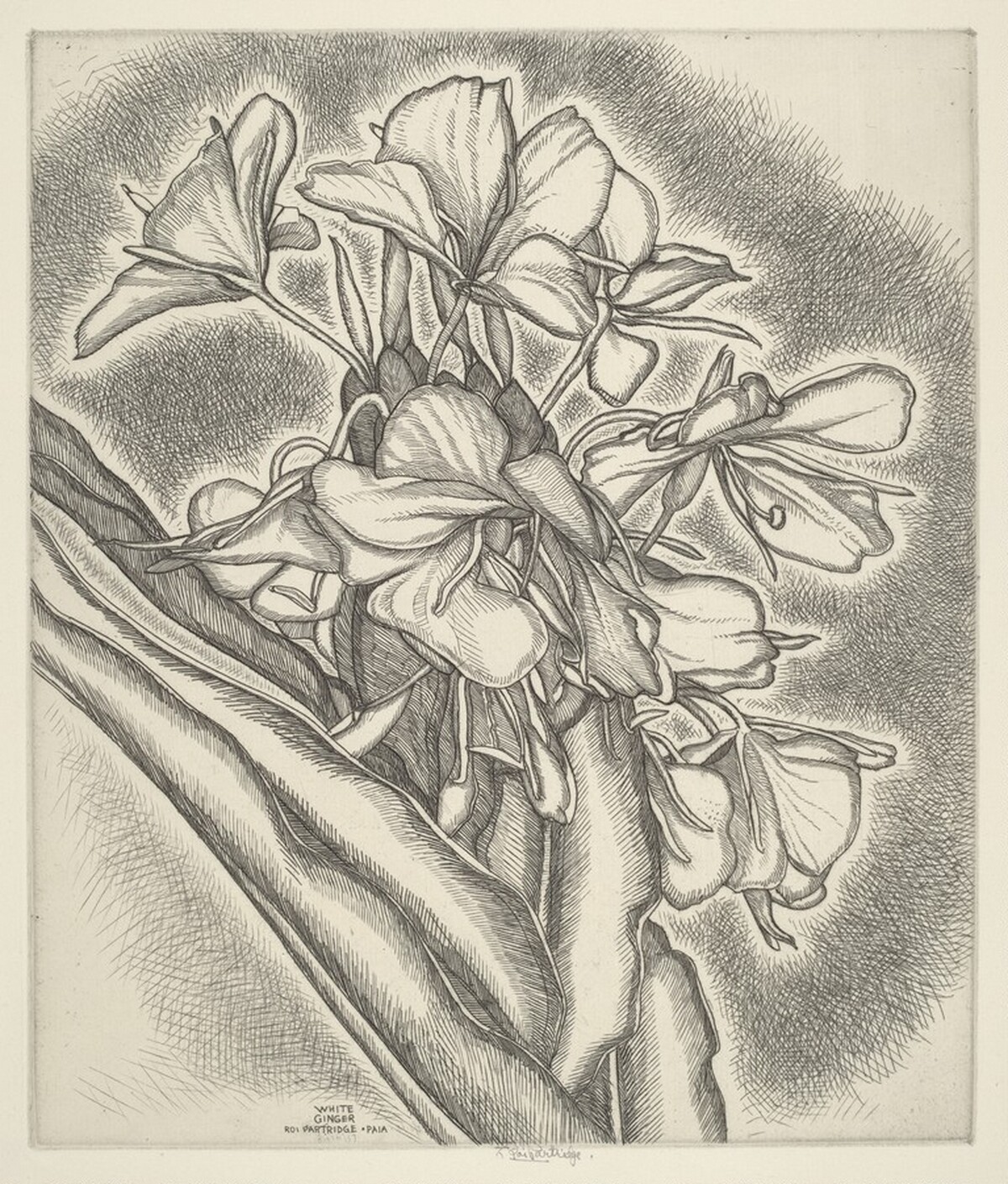 White Ginger by Roi Partridge