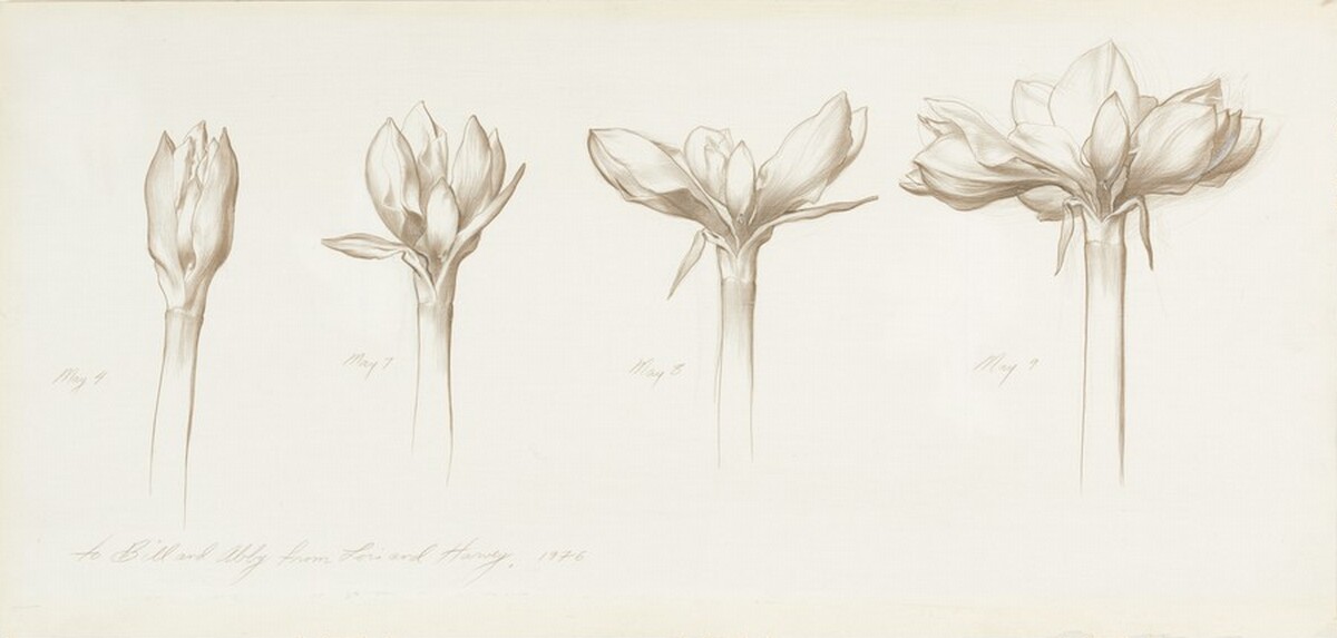 Study: Budding Flower by Harvey Dinnerstein