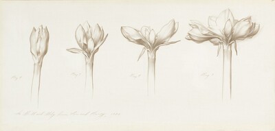 Study: Budding Flower