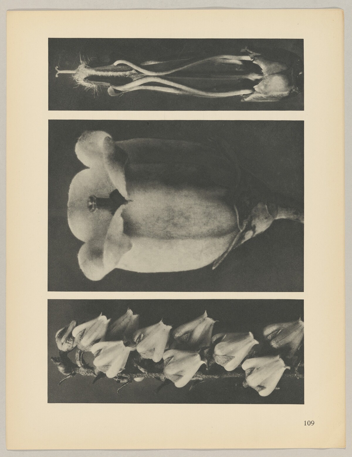 a Andromeda floribunda; b Vaccinium corymbosum; c Acanthus mollis by Karl Blossfeldt