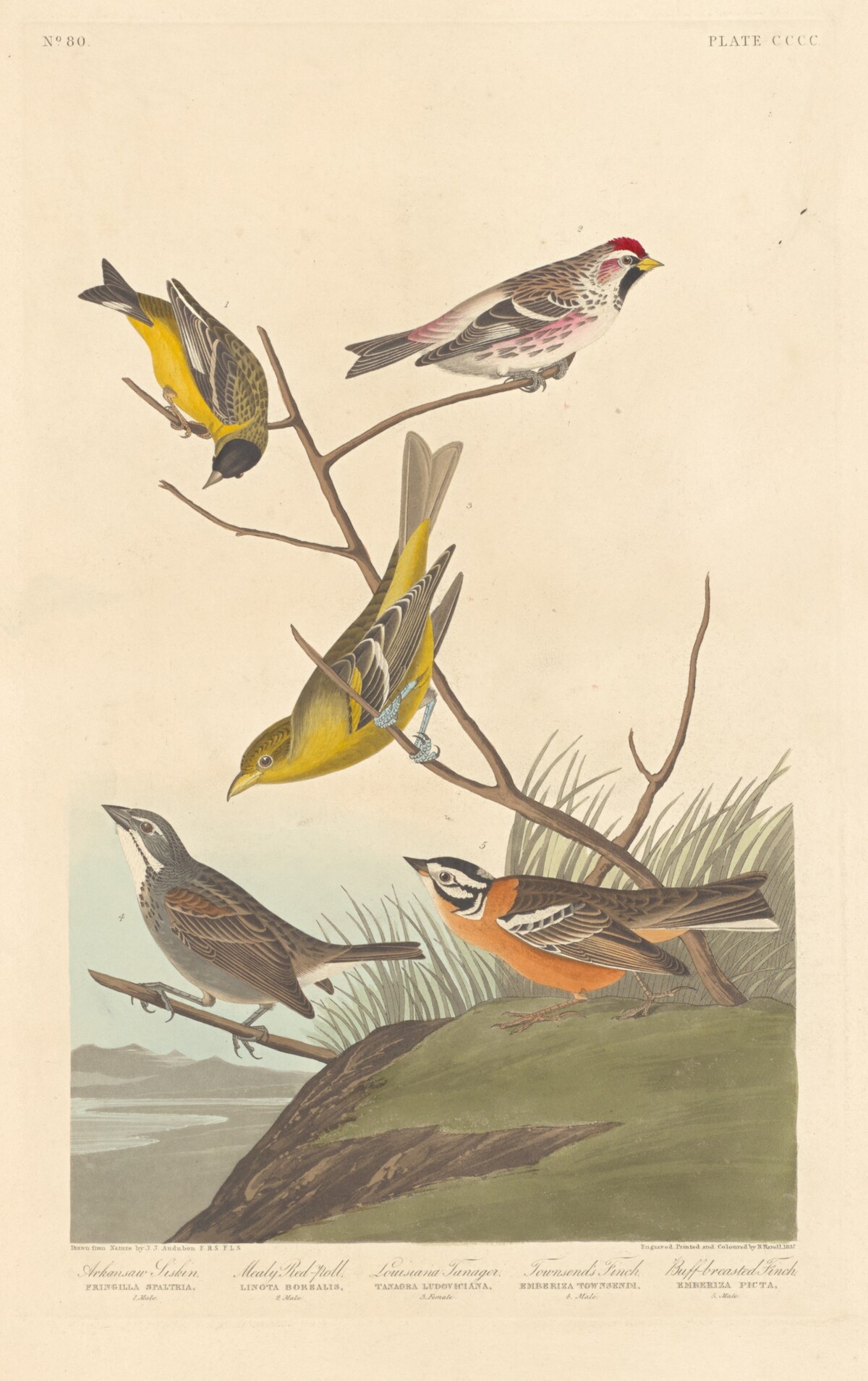 Arkansaw Siskin, Mealy Red-poll, Louisiana Tanager, Townsend's Finch and Buff-breasted Finch by Robert Havell after John James Audubon