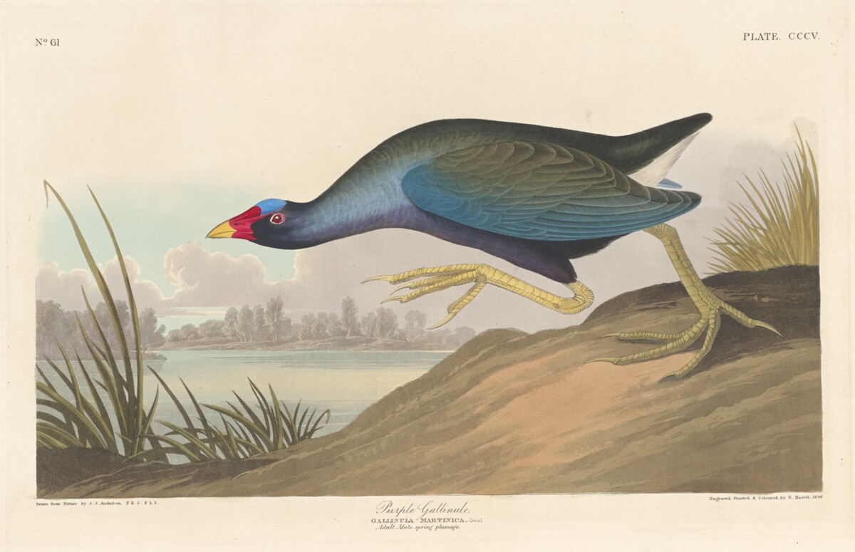Purple Gallinule by Robert Havell after John James Audubon