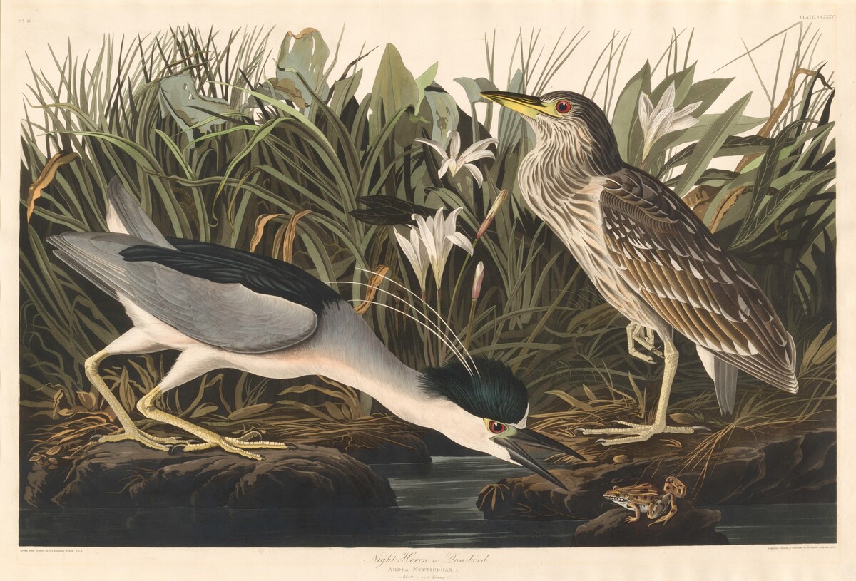Night Heron or Qua bird by Robert Havell after John James Audubon