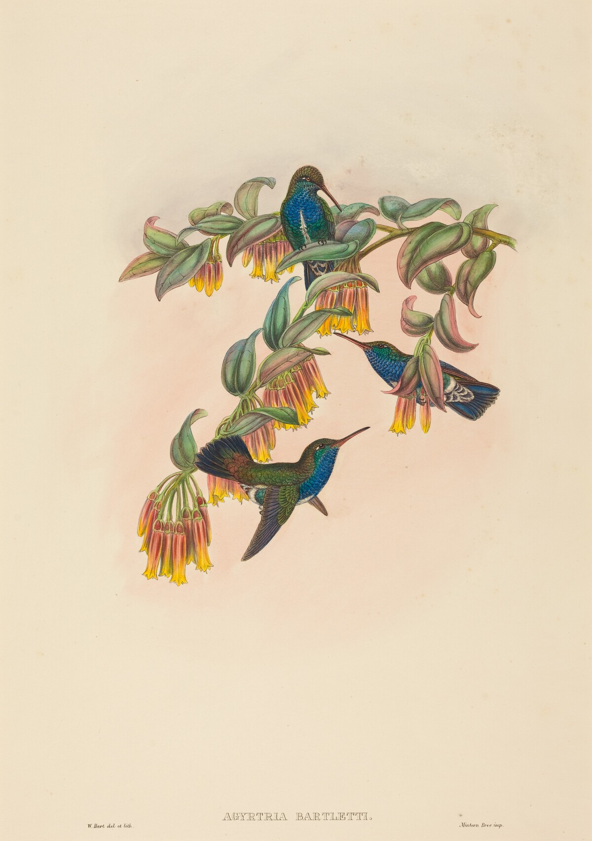 Agyrtria bartletti (Bartlett's Emerald) by W. Hart