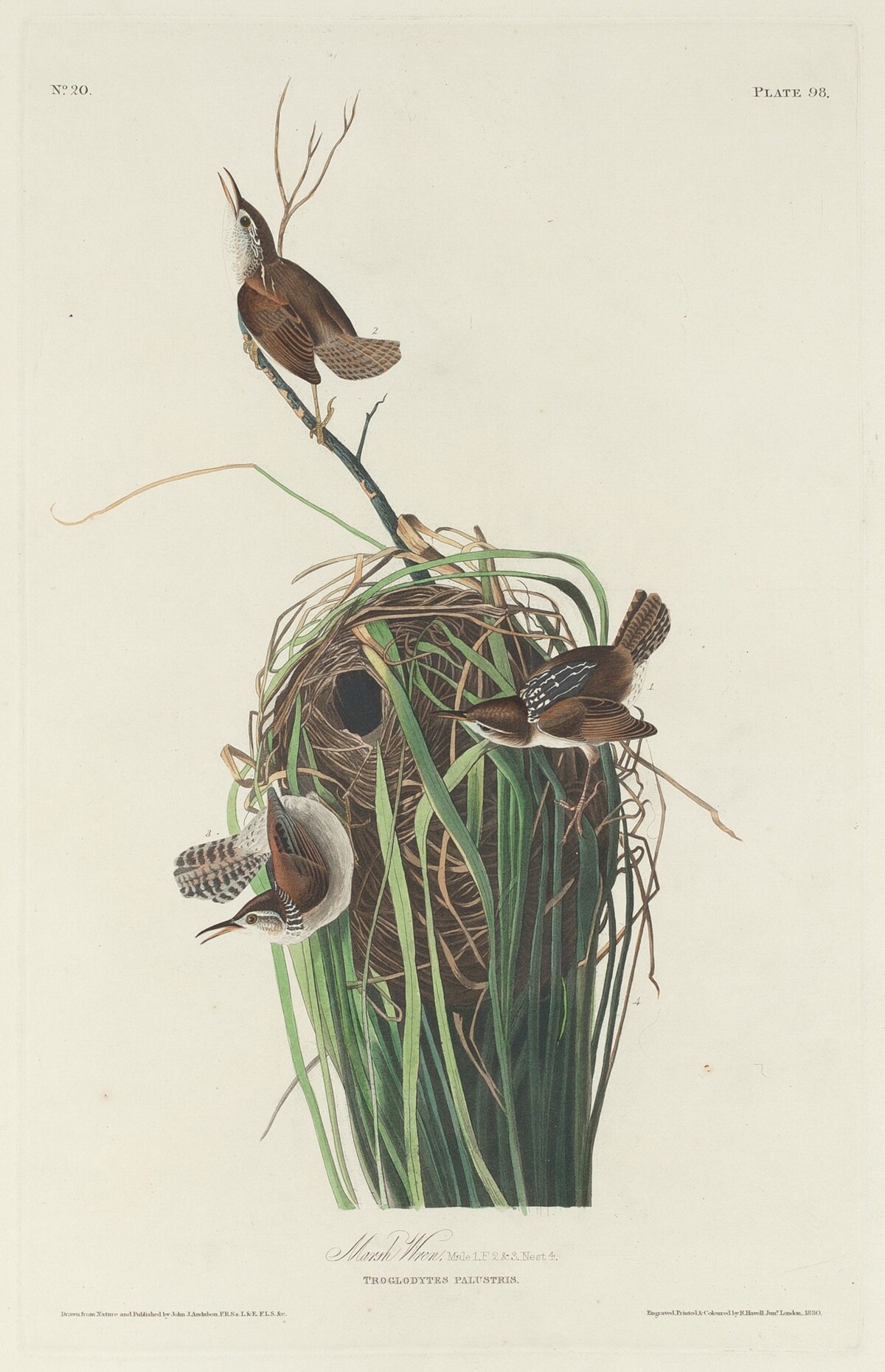 Marsh Wren by Robert Havell after John James Audubon