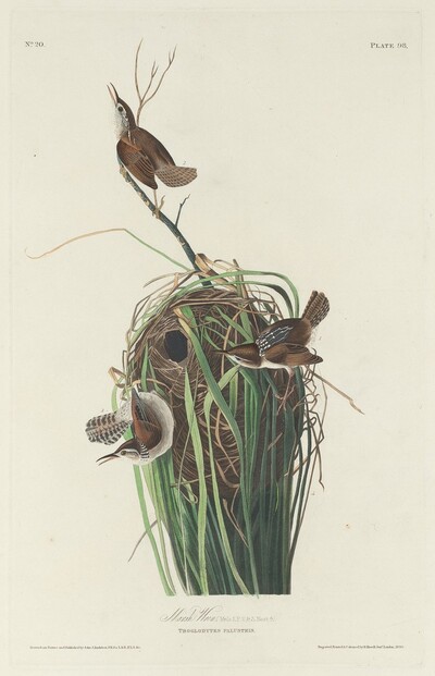 Marsh Wren