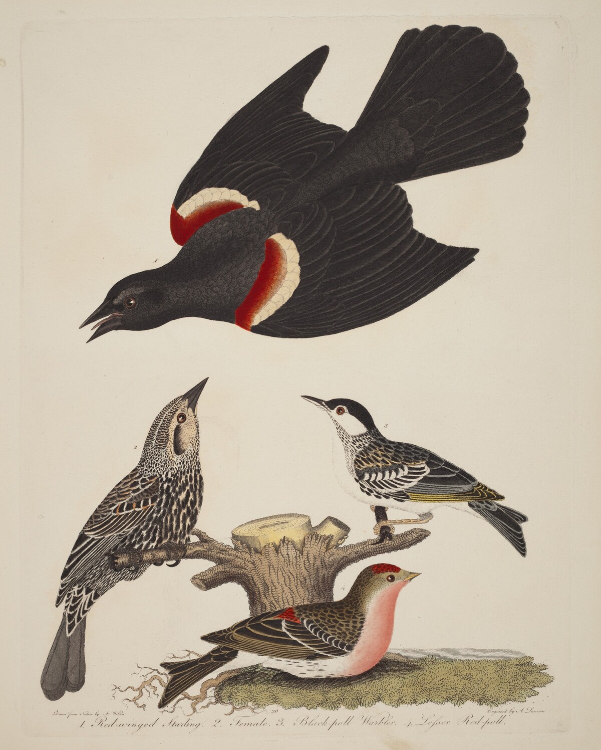 Red-winged Starling, Female Red-winged Starling, Black-poll Warbler, and Lesser Red-poll by Alexander Lawson after Alexander Wilson
