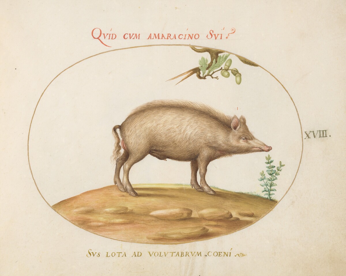 Plate 18: A Pig with Acorns by Joris Hoefnagel