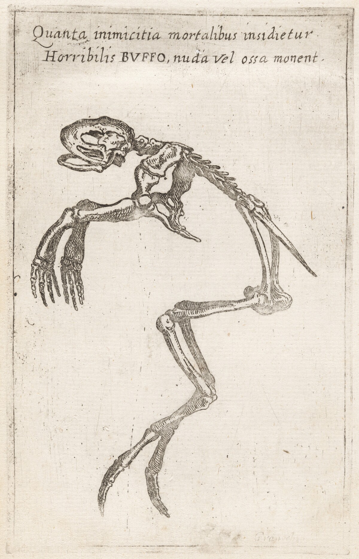 Skeleton of a Frog by Teodoro Filippo di Liagno, called Napoletano