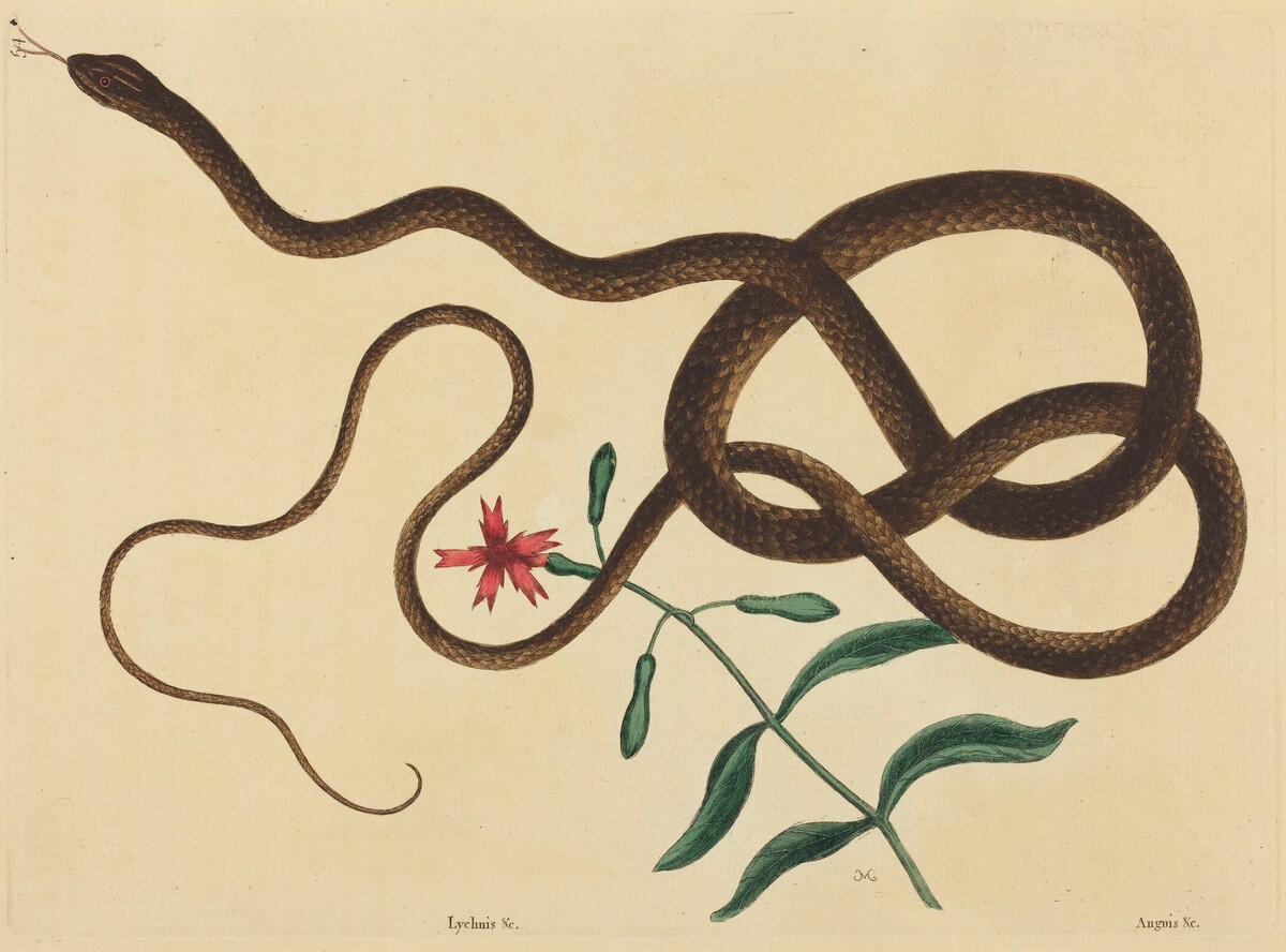 The Coach-Whip Snake (Coluber flagellum) by Mark Catesby
