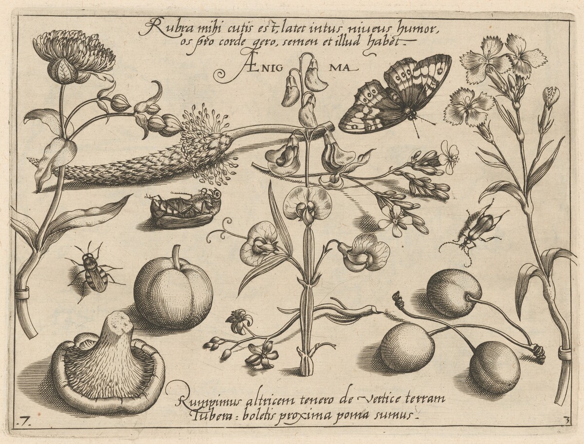 Archetypa studiaque patris Georgii Hoefnagelii [Part 3, Plate 7] by Jacob Hoefnagel after Joris Hoefnagel