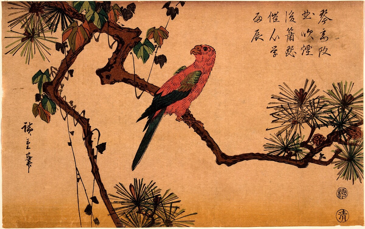 Macaw on a Pine Branch by Andō Hiroshige