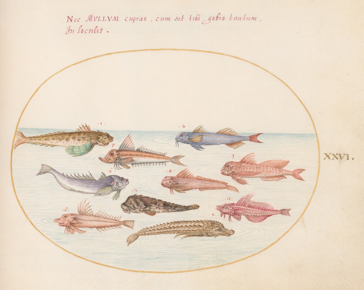 Plate 26: Gurnards, Dragonets, and Other Fish by Joris Hoefnagel