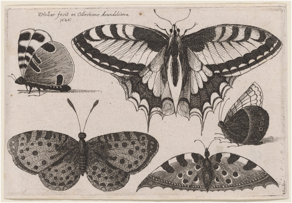 Three Butterflies and Two Moths by Wenceslaus Hollar